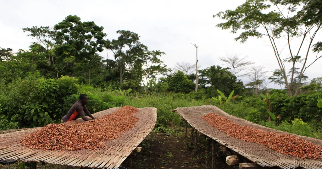 Côte d'Ivoire news 2026: cocoa farmgate prices rise as cooperatives digitise receipts